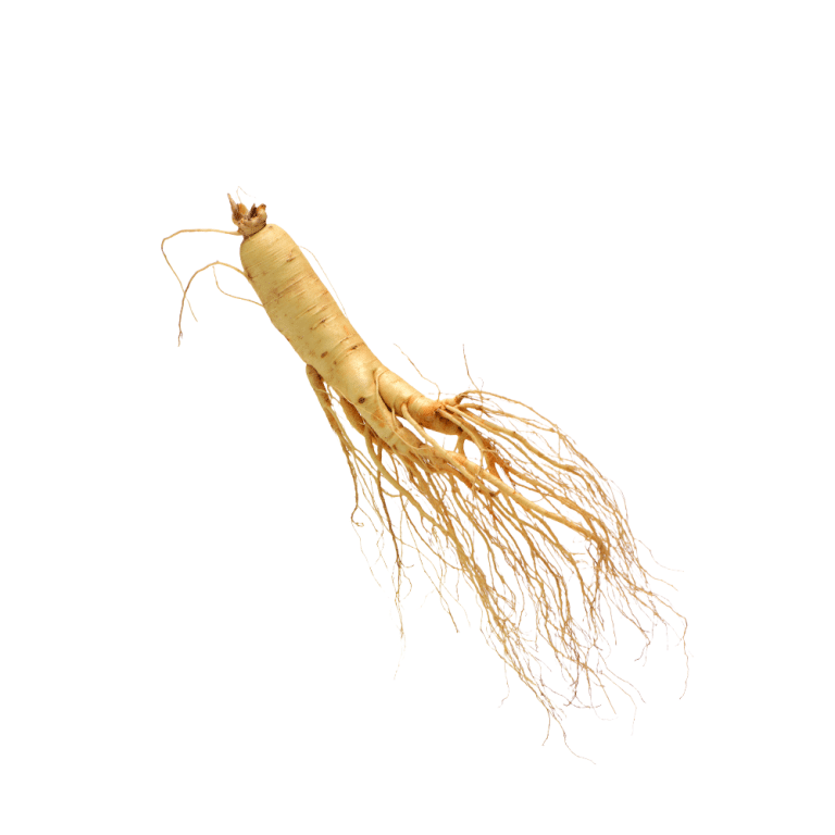 Makrofotografie von Panax-Ginseng-Wurzeln