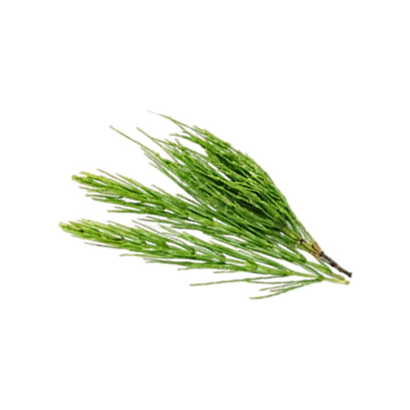 Makroaufnahme eines frischen oberirdischen Stängels von Equisetum arvense