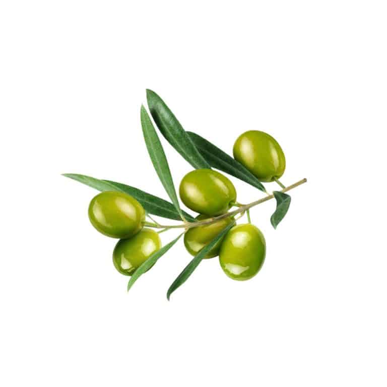 Makrofotografie von frischen Olivenblättern (Olea europaea)
