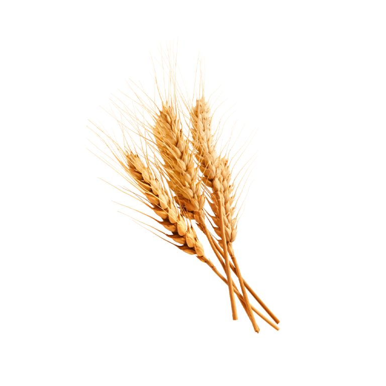 Makrofotografie von Weizenkörnern (Triticum aestivum)